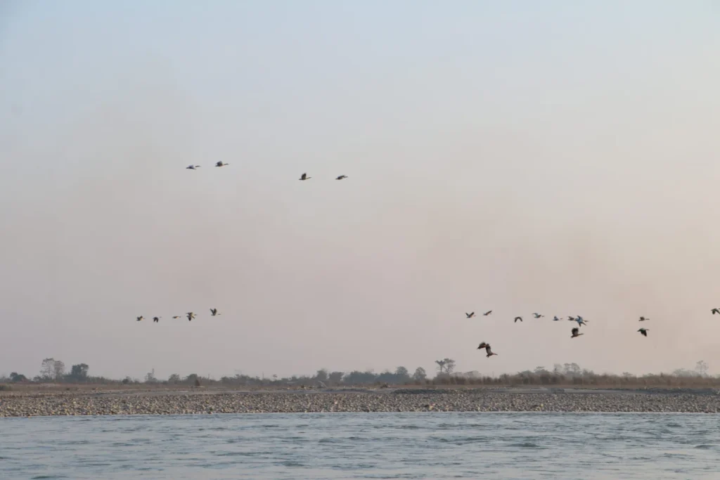 नारायणी नदी आसपासका क्षेत्रमा ४२ प्रजातिका चरा भेटिए