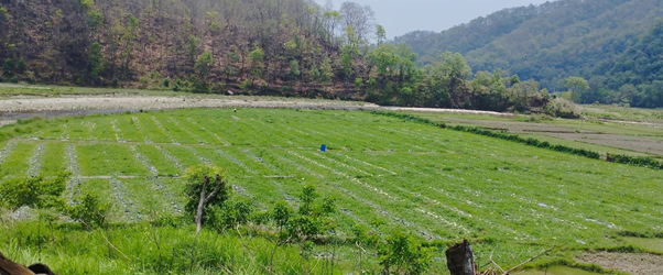 सुरौदी खोला कटान : वर्षौँदेखि चुनावी मुद्दा, पीडितका समस्या उस्तै